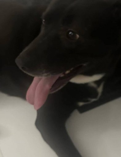 Czyj to pies? Zgubił się w sylwestrową noc-55546