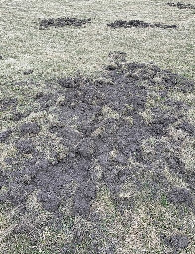 Dziki na terenie Aeroklubu Kujawskiego. Sprawa zgłoszona do odpowiednich służb