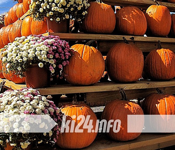 Gminny Festiwal Dyni w Gnojnie. Jesienne smaki i rodzinne atrakcje-53028