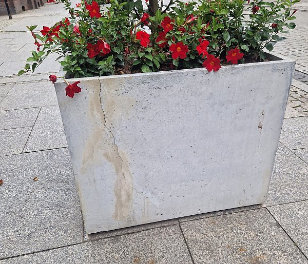 Popękane donice na Królówce: Znamy ciąg dalszy-53121