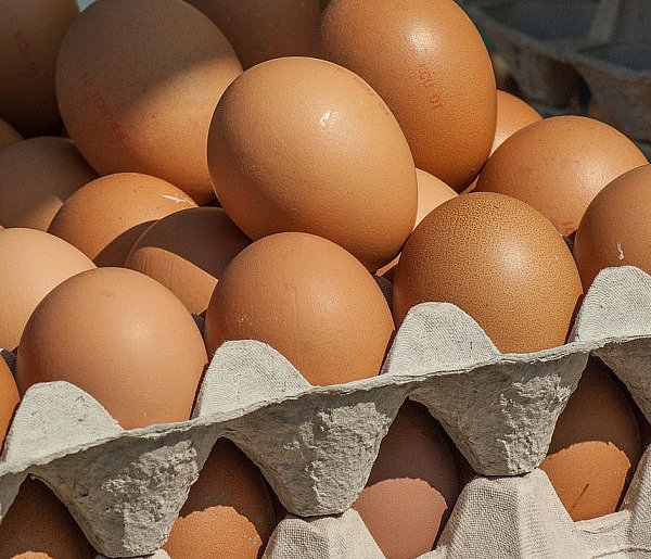 Salmonella wykryta w jajach! GIS wydał pilne ostrzeżenie-55208