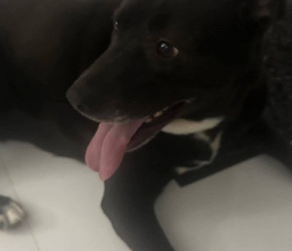 Czyj to pies? Zgubił się w sylwestrową noc-55546