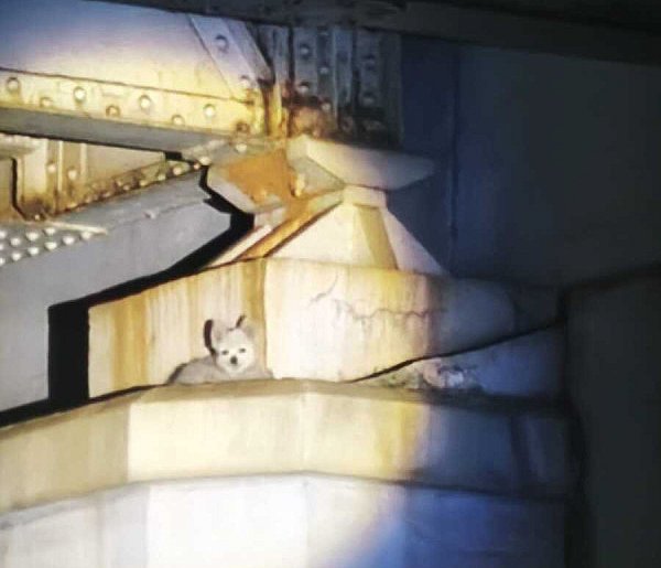 Pies na filarze wiaduktu. Szybka akcja służb