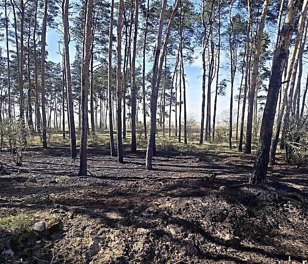 Pożar w lesie. Do akcji ruszyło kilka zastępów