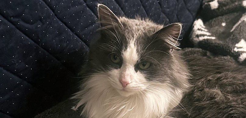 Gdzie jest Mieszko? Idą mrozy, a kot wymknął się z domu