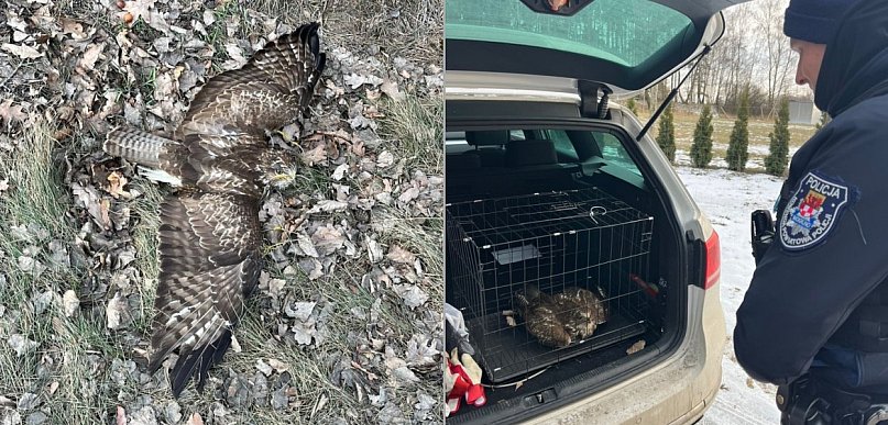 Nie poleciał, ale pojechał policyjnym radiowozem