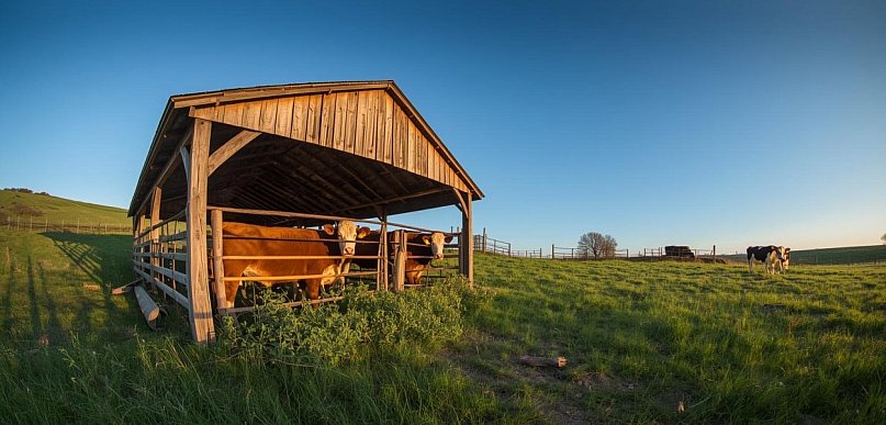 Zagroda dla zwierząt czy hala namiotowa dla bydła – co wybrać