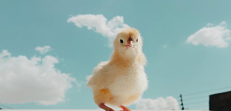 Dla profesjonalistów i hobbystów, nowe inkubatory do jaj z serii Ovostart