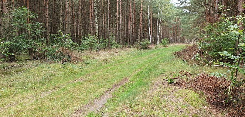 Posprzątają las - w biegu. Dołączysz do ploggingu?