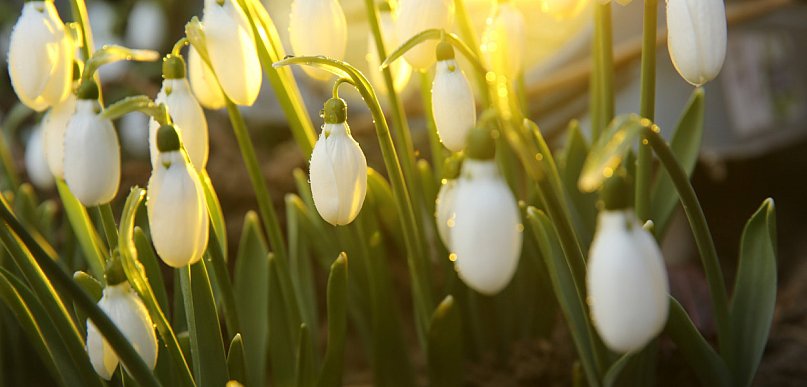 W piątek 20 marca przywitamy astronomiczną wiosnę