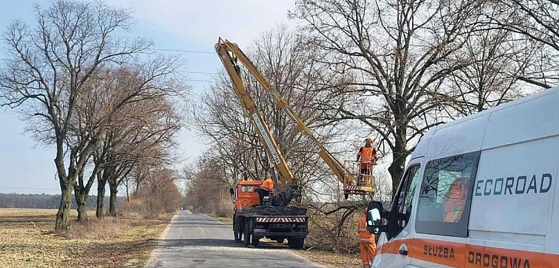 Cięcia drzew przy drogach. Prace objęły kilka miejscowości