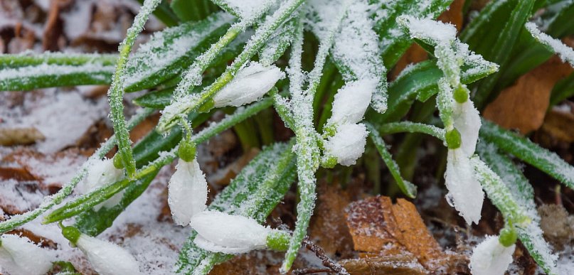 Kolejna noc z przymrozkami