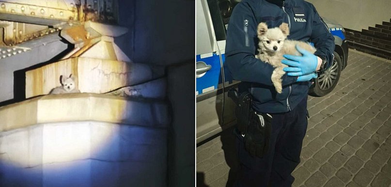 Pies na filarze wiaduktu. Szybka akcja służb