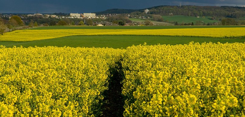 Skuteczna ochrona rzepaku ozimego i jarego bez strat w plonie