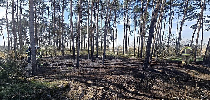 Pożar w lesie. Do akcji ruszyło kilka zastępów