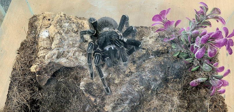 Pająki, jaszczurki i coś więcej!