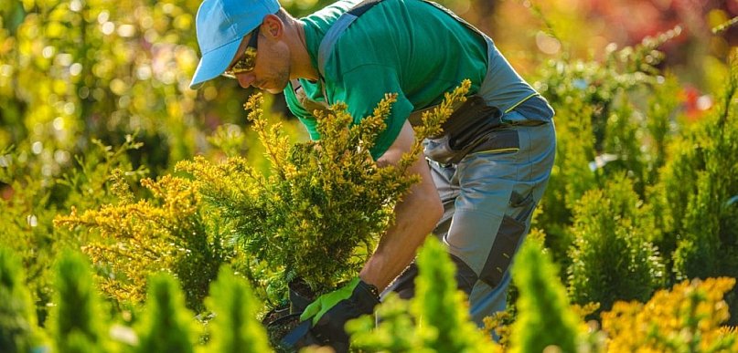 Czy kurs ogrodniczy online wystarczy, aby pracować w zawodzie?