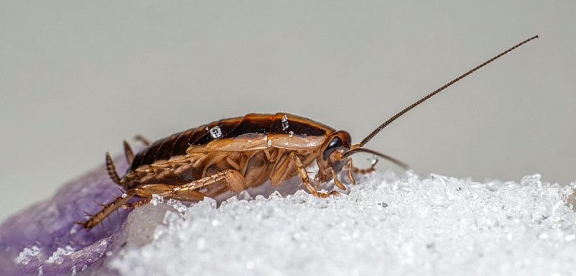 Dezynsekcja karaluchów – dlaczego warto zaufać specjalistom i działać natychmiast?