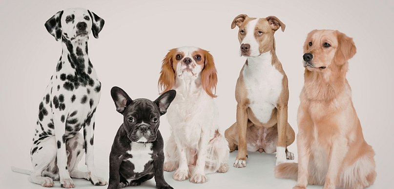 Tego nie ogląda się co tydzień. W niedzielę wielka wystawa psów