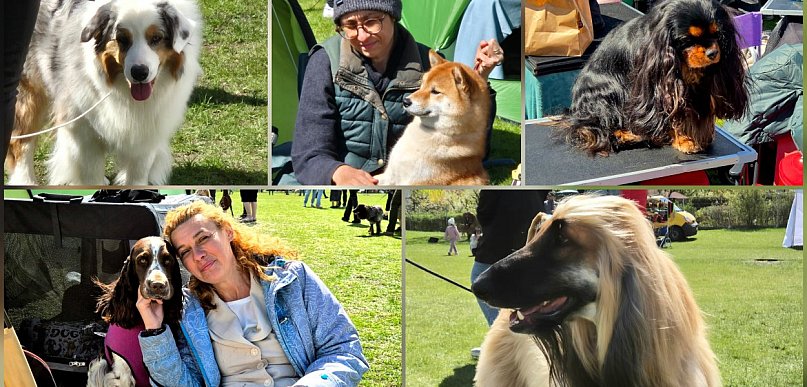 rolKI24.INFO | Psie piękności na wystawie!