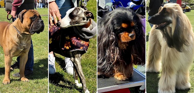 Małe i duże, wszystkie rasowe. Kilkaset czworonogów na wystawie