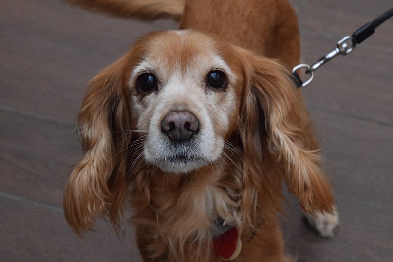 Parada kundelków i adopciaków