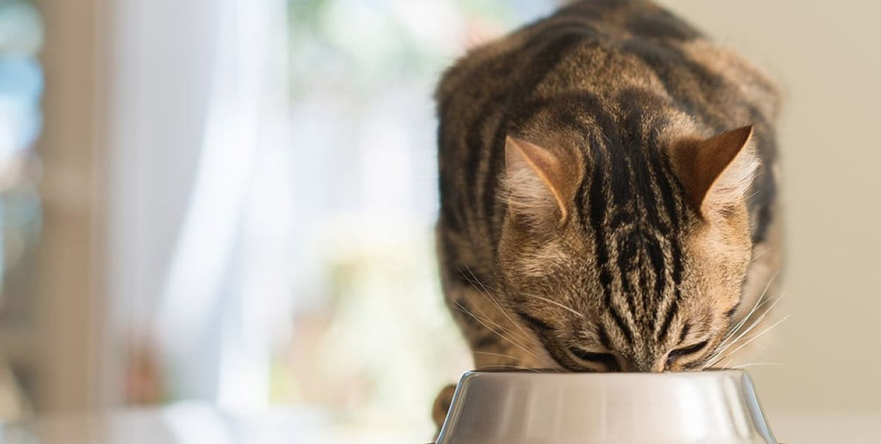 Czy Whiskas to dobry wybór dla Twojego kota? Plusy i minusy karmy