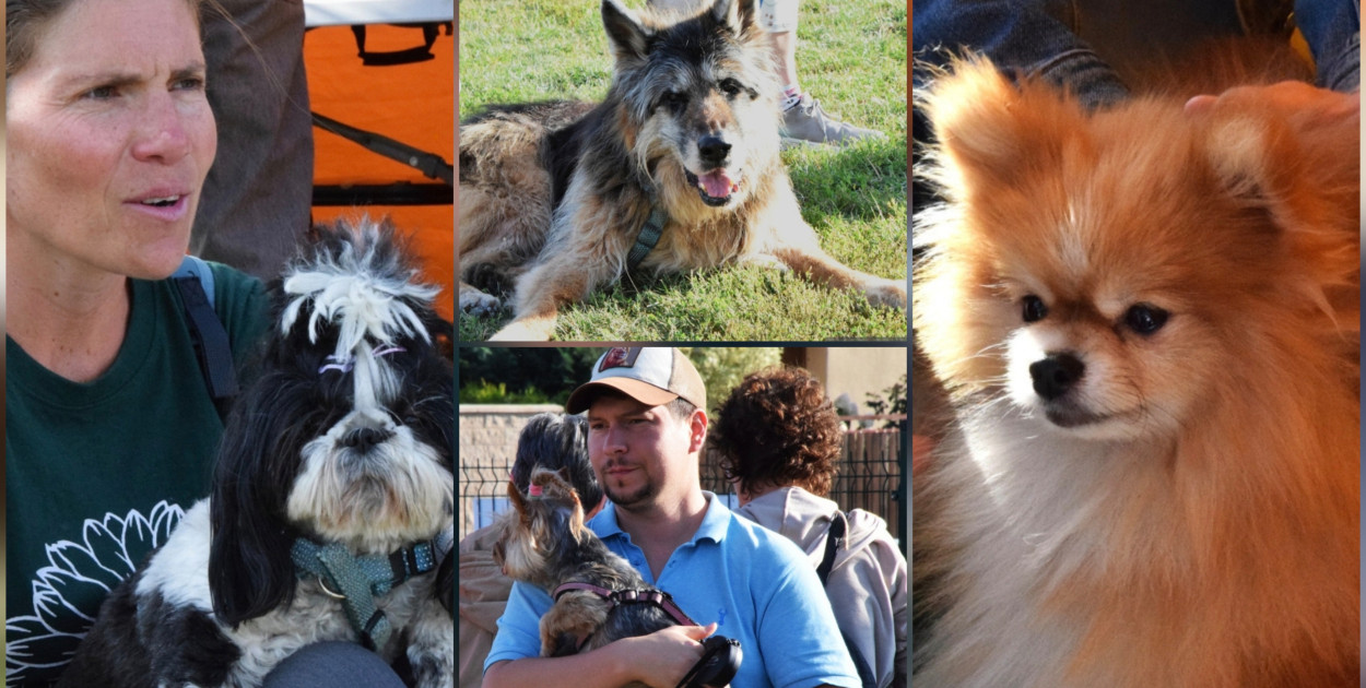 rolKI24.INFO | Międzynarodowy Dzień Psa. Byliście tam?