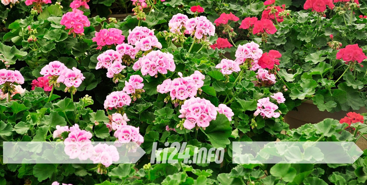 Pelargonie za darmo dla mieszkańców. Miasto ponownie organizuje akcję