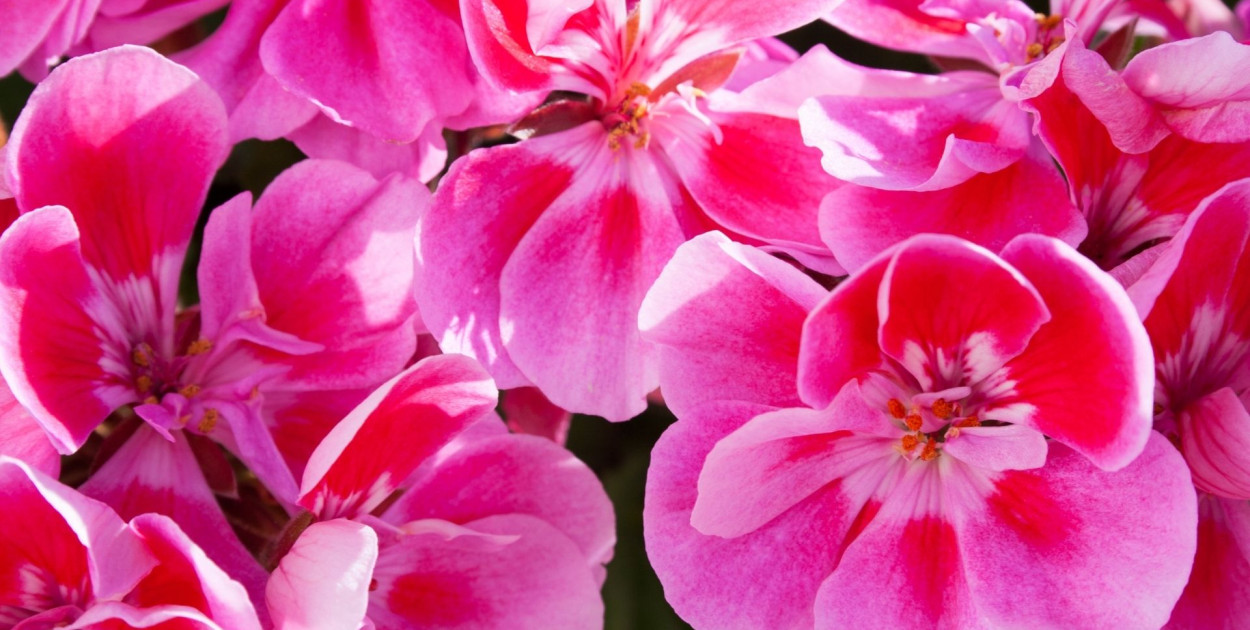 Akcja „Przygarnij miejską pelargonię” przedłużona