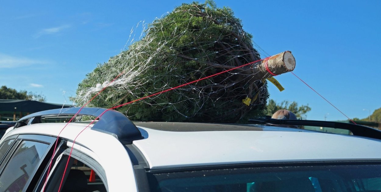 Darmowe choinki od leśników. We wtorek zbiórka na „Rodakom na Kresach”