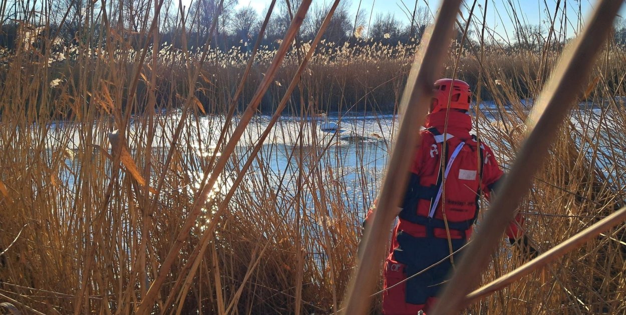 Dramat łąbędzi na zamarzniętym jeziorze. Interwencja WOPR w Szarleju