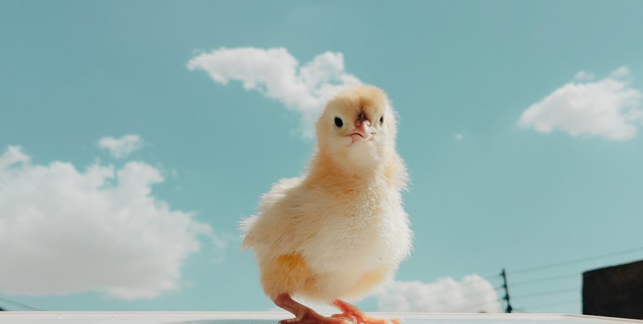 Dla profesjonalistów i hobbystów, nowe inkubatory do jaj z serii Ovostart