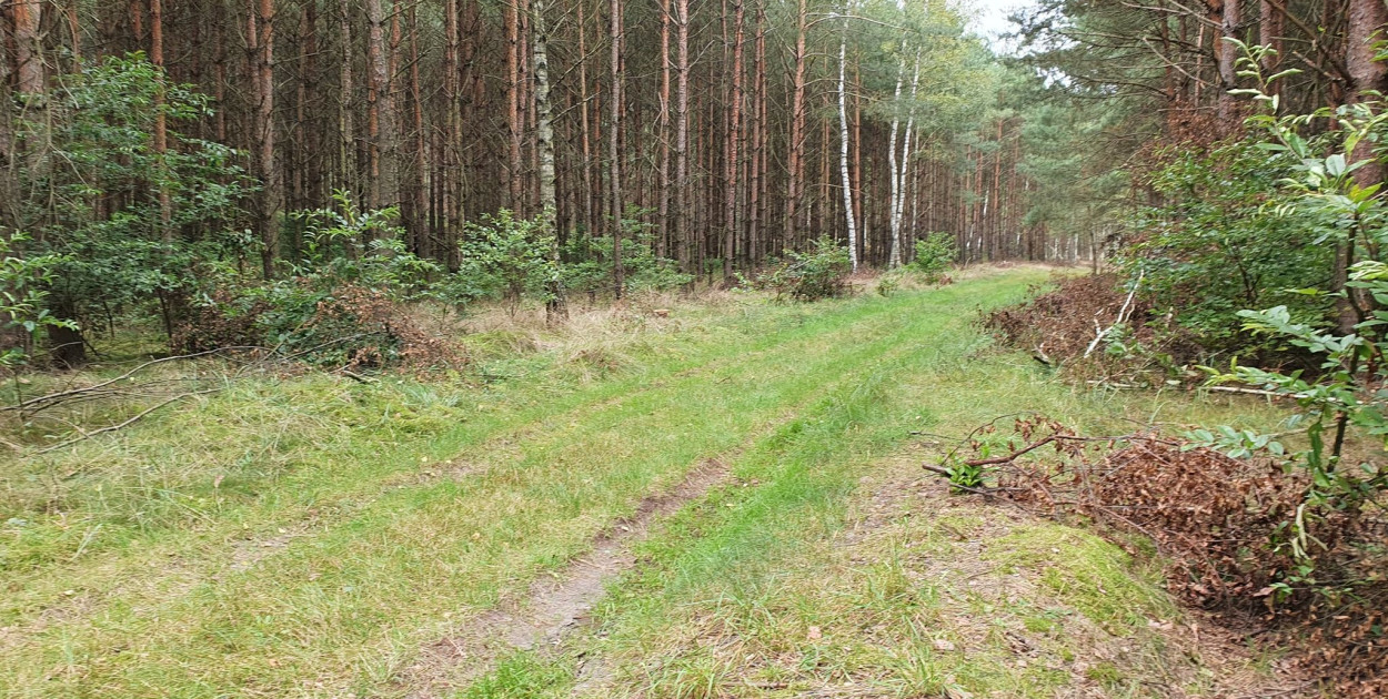 Posprzątają las - w biegu. Dołączysz do ploggingu?
