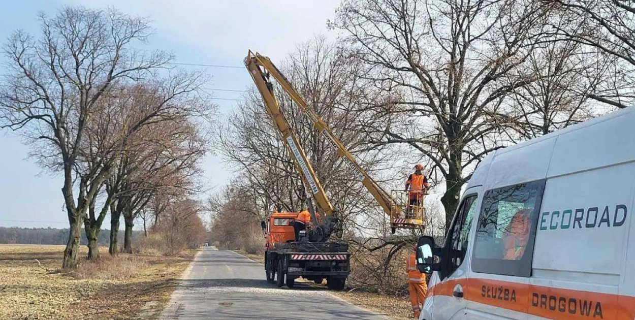 Cięcia drzew przy drogach. Prace objęły kilka miejscowości