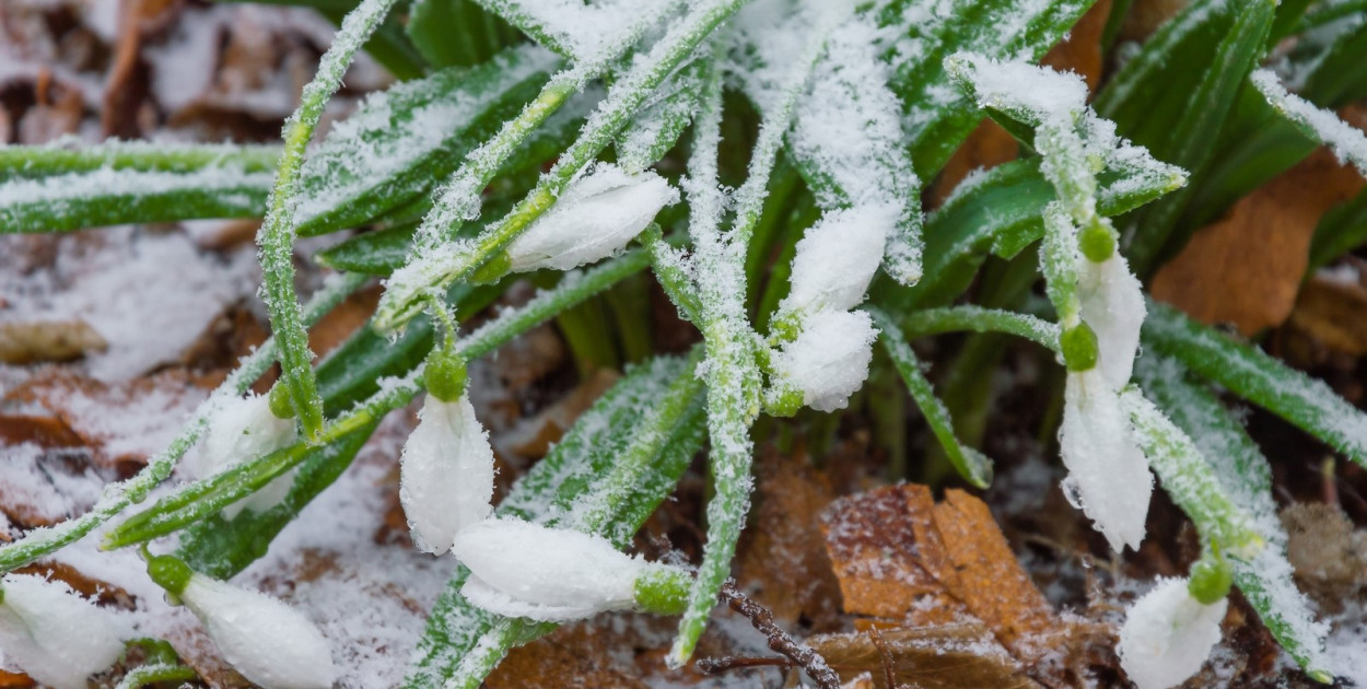Kolejna noc z przymrozkami