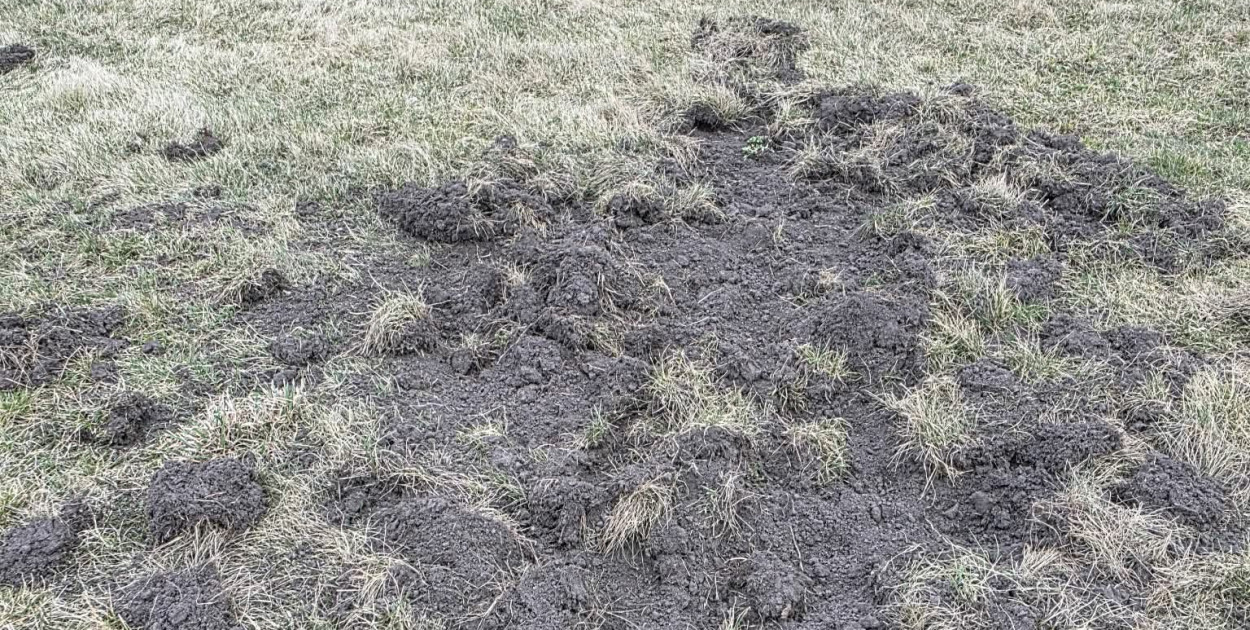 Dziki na terenie Aeroklubu Kujawskiego. Sprawa zgłoszona do odpowiednich służb