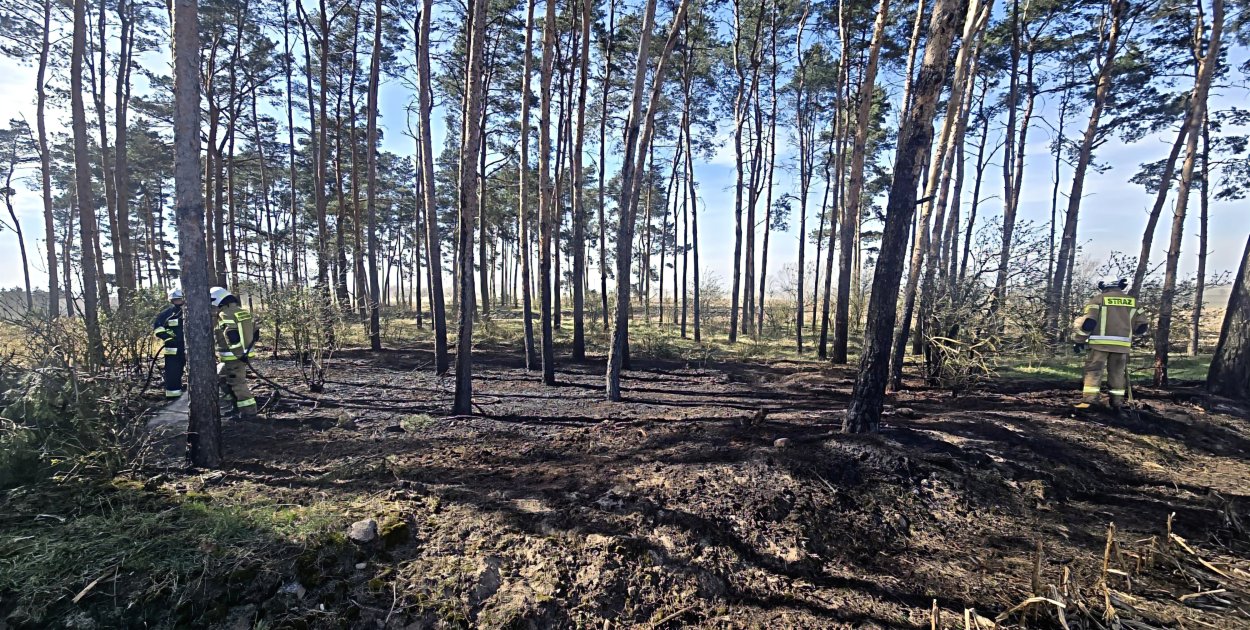 Pożar w lesie. Do akcji ruszyło kilka zastępów