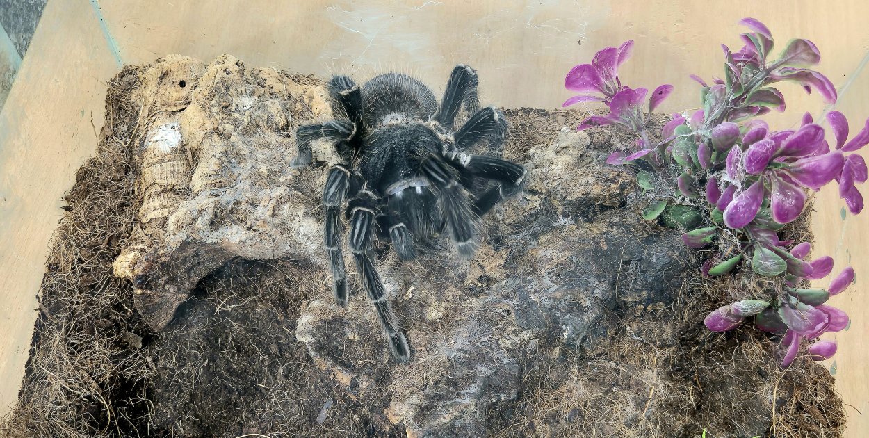 Pająki, jaszczurki i coś więcej!