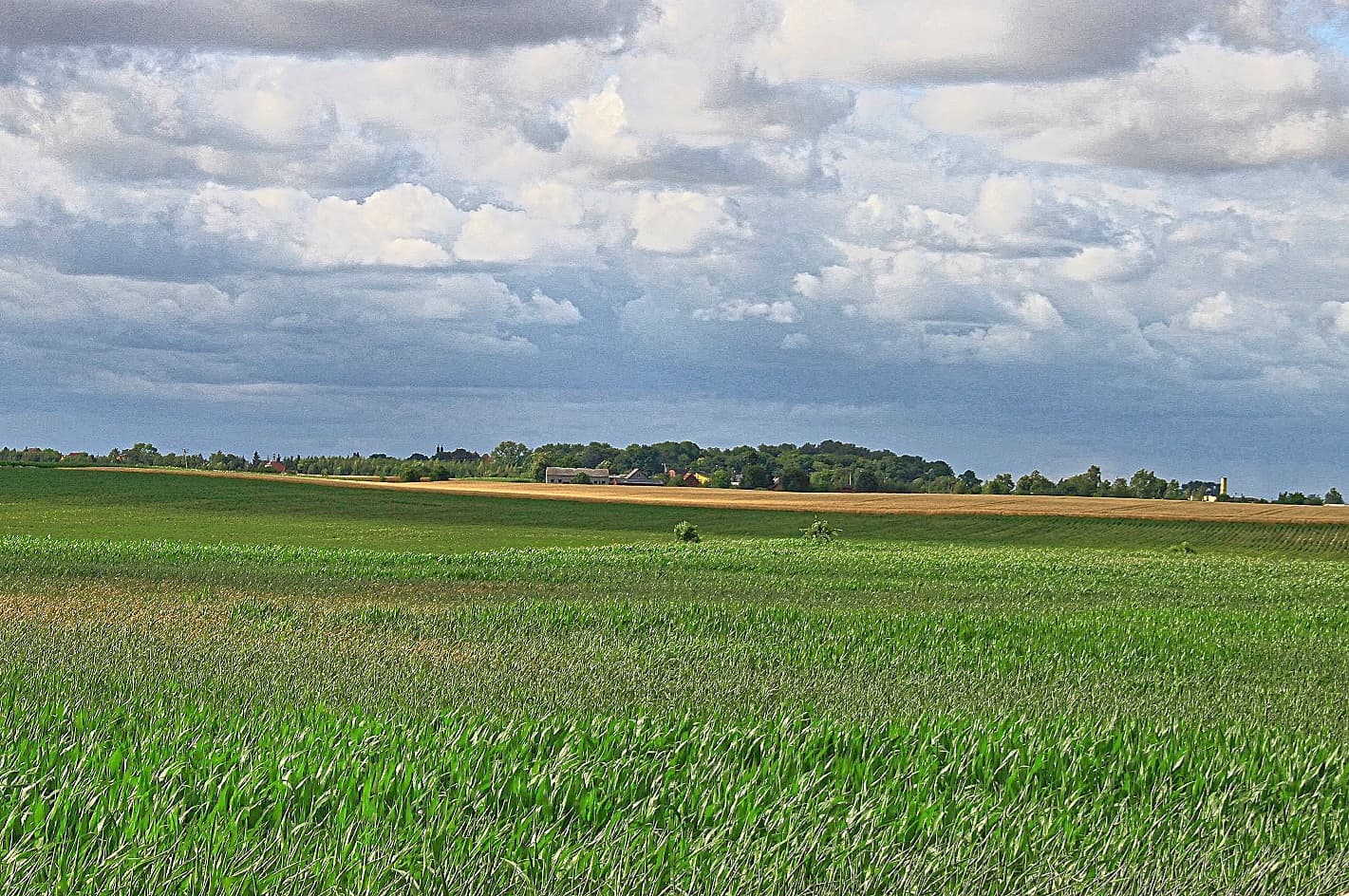 Widok wzgórza św. Wojciecha w Strzelnie. Zdjęcie z terenu nekropolii megalitycznej.