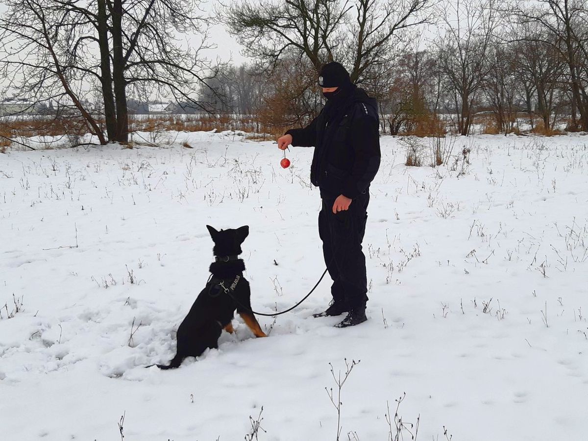 Policyjnym psom niestraszny jest śnieg. Fot. KPP Inowrocław