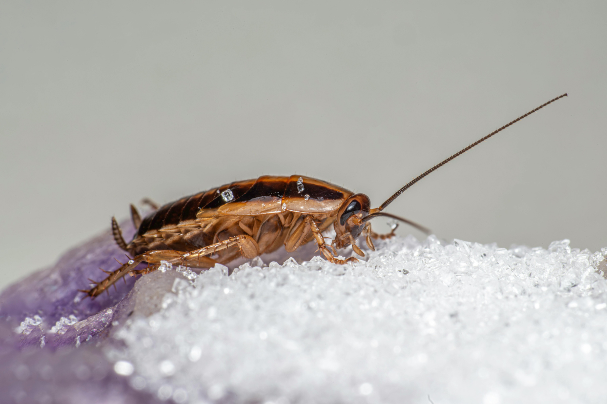 dezynsekcja karaluchów InsektStop